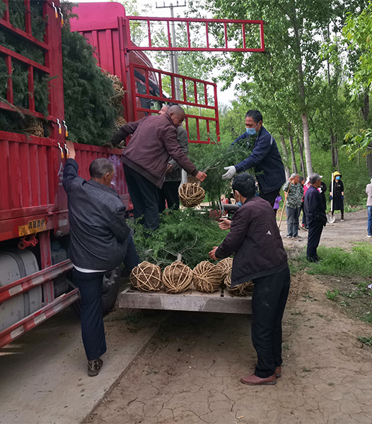 春暖花开日 植树正当时 信瑞达石墨助力大香山森林公园建设